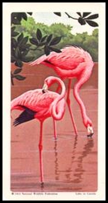 3 Flamingo
